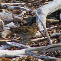 Becacina - South American Snipe on the H-Island